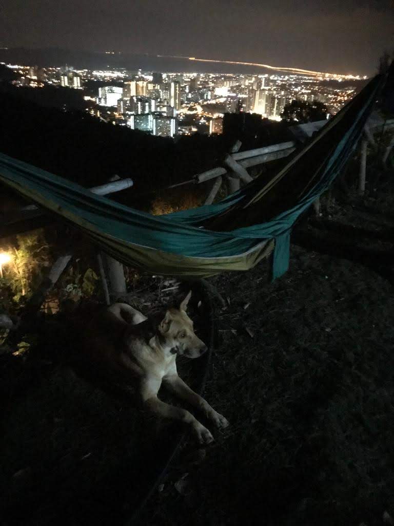 ..of.Thrills, Frills..Hills..Chills..& Spills..hammock 4 cool comfort.."LiVe raw.. Guitar jamming" in pure nature..all an adventure should be and more! 🌈🙈🎸🕸🌿🔥Let me take u 2 a one of a kind nature adventure that your friends will wish they had join u ! — photo 27